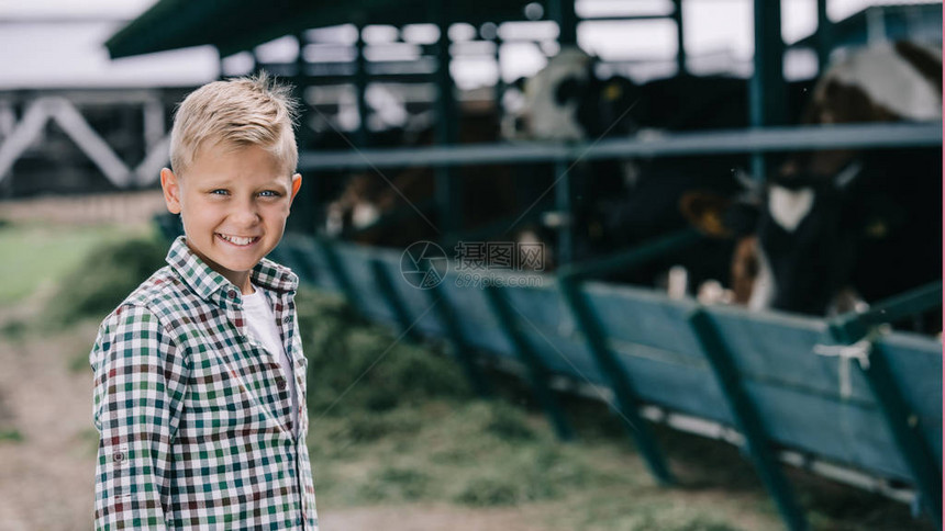 男孩穿着格斗衬衫在与奶牛一起站在牧场时图片