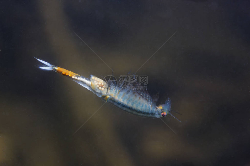 仙女虾Eubranchipusgrubii关闭大自然中的水下摄影小美丽的白色甲壳类动物在水中倒转游泳池塘图片