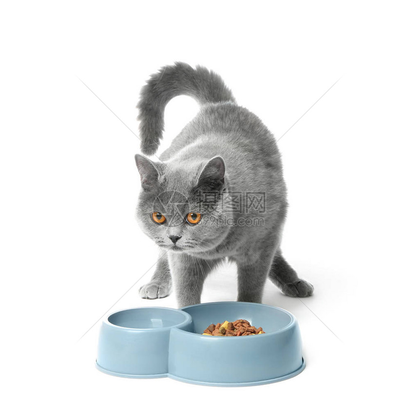 可爱的猫和碗白色背景上的食物图片