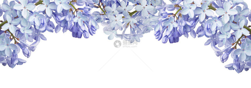 白色背景上孤立的淡蓝色丁香花图片