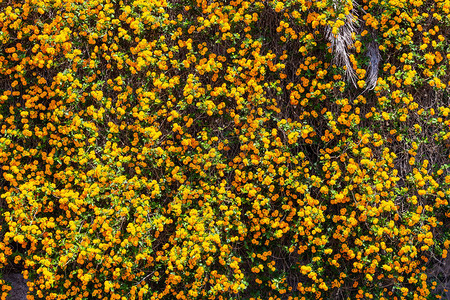 小黄花背景花园里的春花图片
