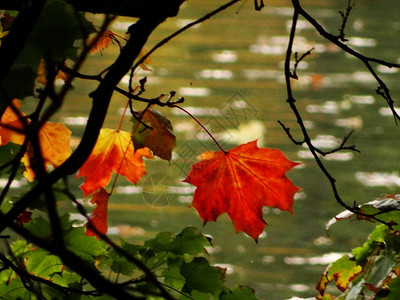 秋天的树木倒映在水中图片