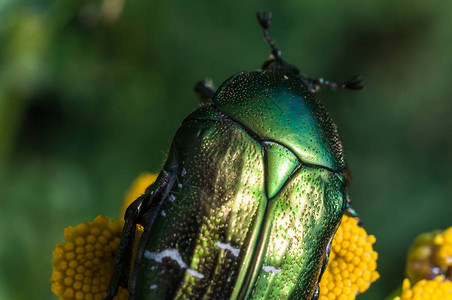 一朵大绿甲虫图片