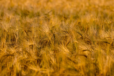 麦田上的金色麦穗。图片