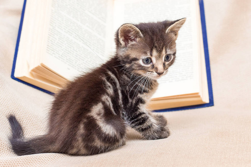 小条纹猫在公开书旁边阅读冒险文献校图片