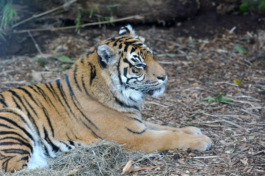 苏门答腊虎是濒临灭绝的动物图片