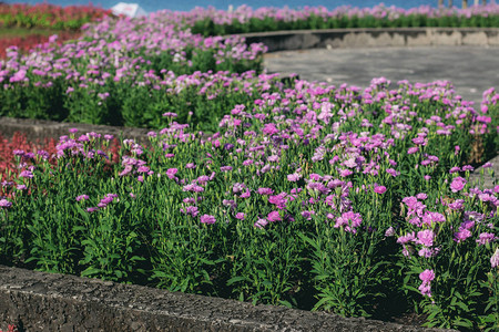 花朵在园圃里花朵图片