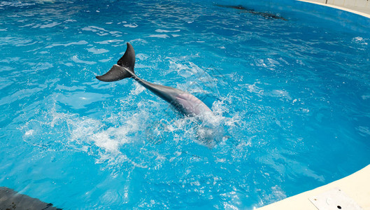 海豚在蓝水中游泳和玩耍潜水海豚图片