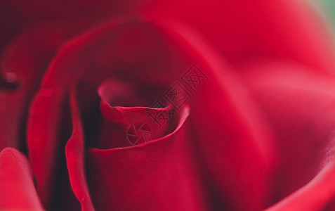 一朵红玫瑰花蕾的花瓣图片