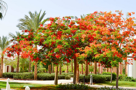 有红色花朵的树木和绿叶的棕榈树图片