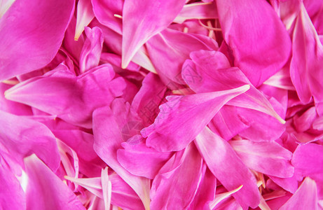 作为自然背景的粉红色牡丹花瓣图片