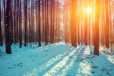 冬天日落时的松雪林图片