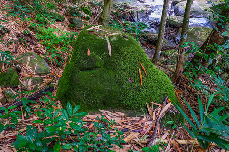 森林岩石上的苔藓图片