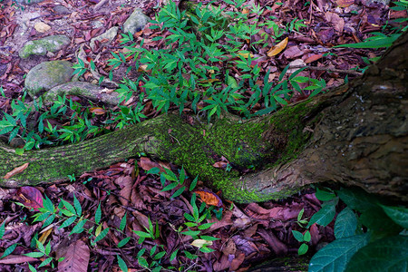 棕色树皮上的深绿色苔藓和浅绿色地衣图片