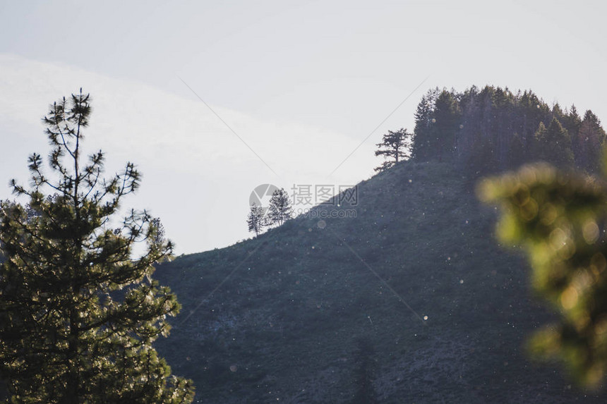 蓬松的棉花种子球漂浮在陡峭的山脉背景下图片