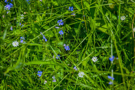 俄罗斯野花和绿草图片