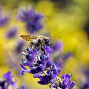 辛勤的蜜蜂吸食花蜜夏季图片