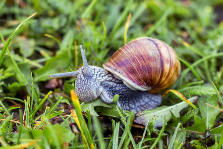 在绿草背景的蜗牛蜗牛早上吃草图片