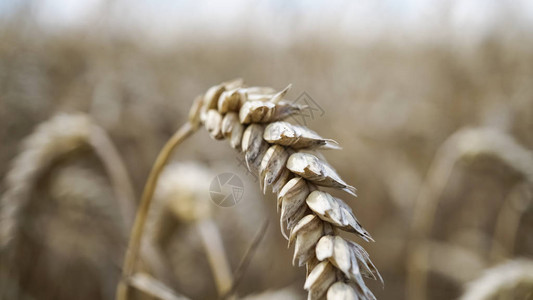 一个美丽的农民小麦玉米田收获图片