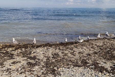 岸上的海鸥用鹅卵石从海里抓鱼图片