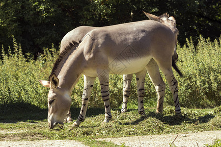 野生动物园的索马里驴背景图片