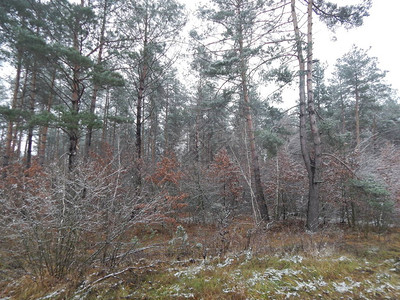 A冬季森林植物在图片
