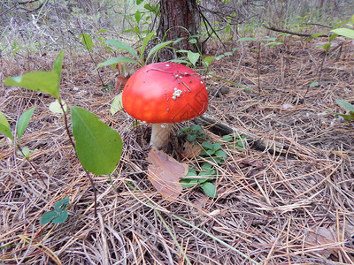 采蘑菇可以食用在背景图片