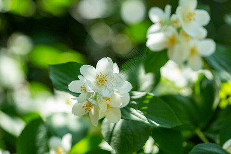 美丽盛开的茉莉花枝图片
