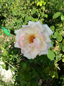 白玫瑰植物园的美丽的图片