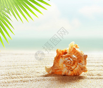 沙滩上的贝壳和海洋背景下的棕榈叶图片