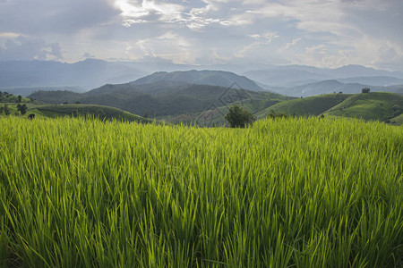 泰国清迈BaanPaBongPiang村的绿稻梯田图片