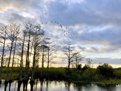 沼泽日落时柏树的剪影图片