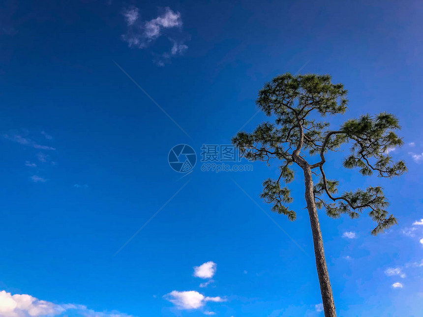 一棵松树和一片蓝天图片