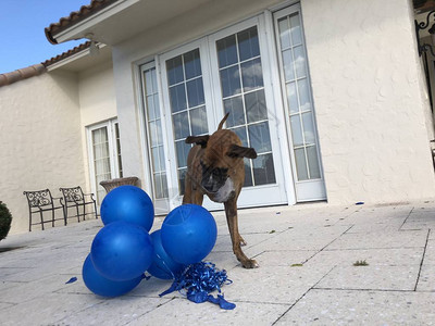 拳师犬玩气球图片