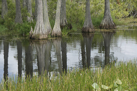 沼泽的柱子图片