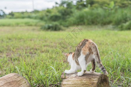 一只猫在木上一只背景图片