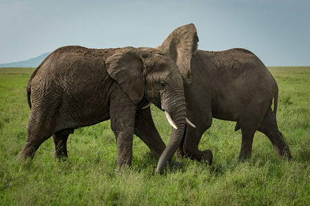 两只非洲象在草地上打架图片