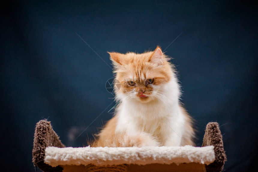 毛茸的英国猫金色龙猫颜色与绿色的眼睛躺着和抬起尾巴图片