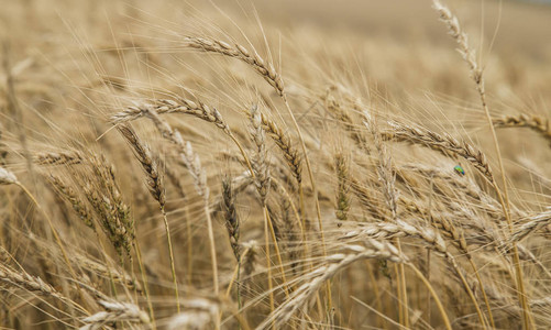 关闭田野小麦厂圣卡图片