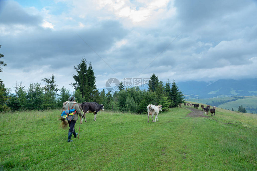 一个牧羊人在山上牵着一群牛图片