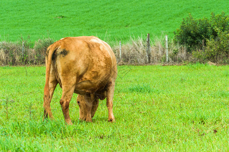 巴西绿地上的肉牛图片