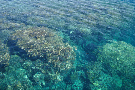在珊瑚的水透明表面背景图片
