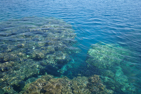 在珊瑚的水透明表面背景图片