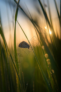 露水草地上的蝴蝶图片