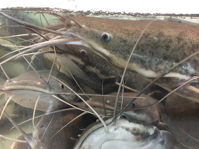 菲律宾鲶鱼或步行鲶鱼Clariasbatrachus的照片背景图片