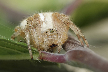 十字蜘蛛Araneusdiadematu图片