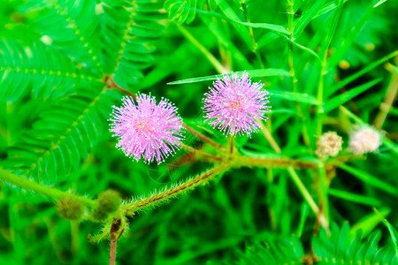 肿么了敏感植物粉红花背景