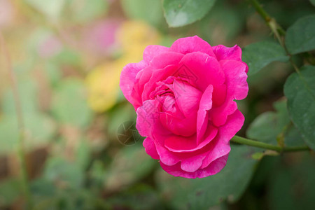 花园里的玫瑰花玫瑰花很漂亮阳光明媚背景图片