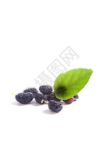 新鲜的甜蜜黑莓果和绿树色叶子在W背景图片