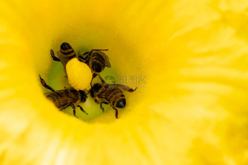 西葫芦花与蜜蜂花授粉图片